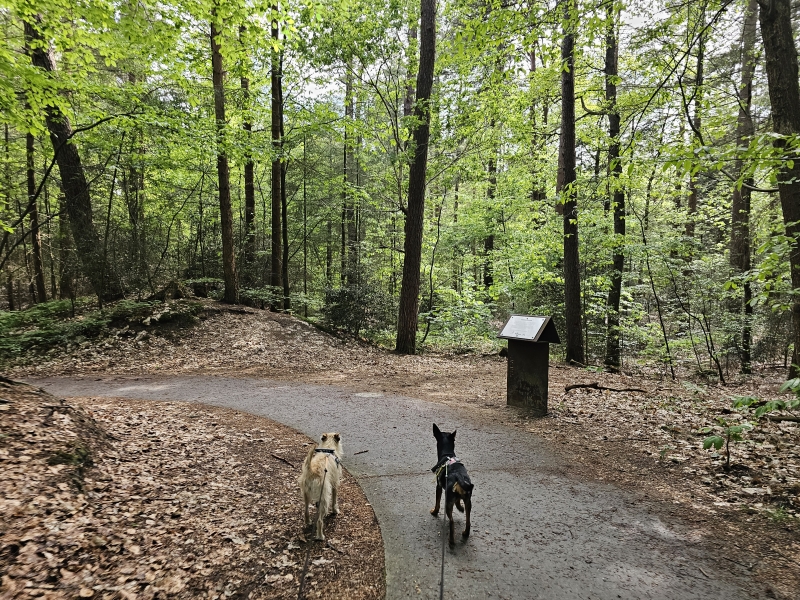 Appelscha wandelen met hond en rolstoel Appelscha wandelen met hond en rolstoel