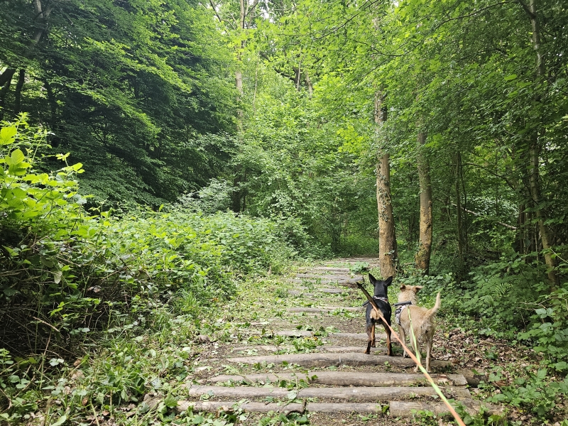 AS Adventure wandelroute over boomstammen in het bos 't Ename in de Vlaamse Ardennen