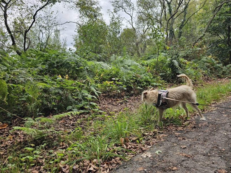Babbelse plassen en langbos kontich met hond wandelroute Babbelse plassen en langbos kontich met hond wandelroute