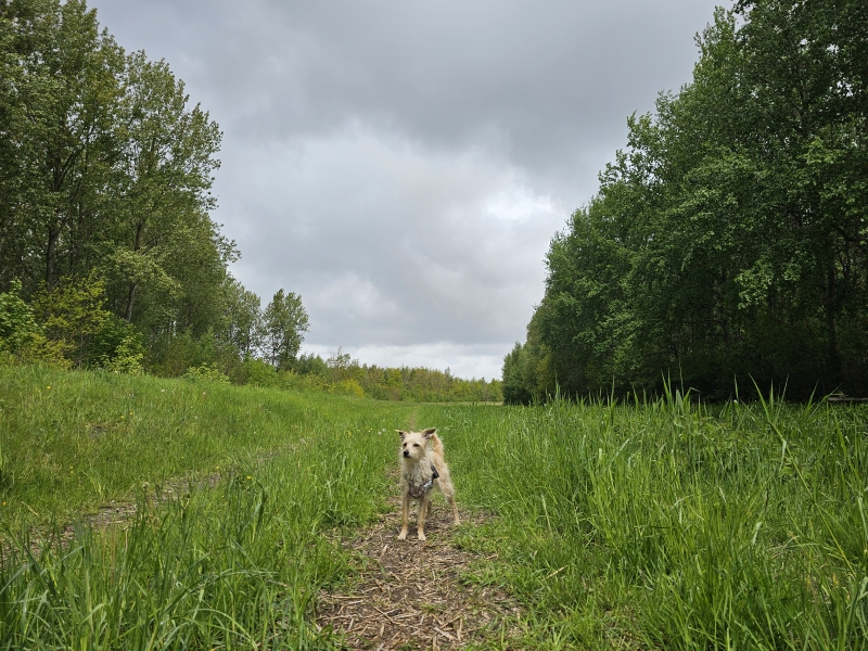 Ballastplaabos boswandeling met hond los Lauwersoog Ballastplaabos boswandeling met hond los Lauwersoog