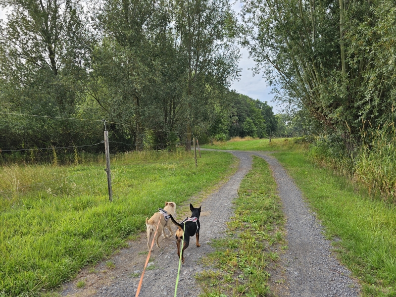 Belsele Bezekoek wandeling