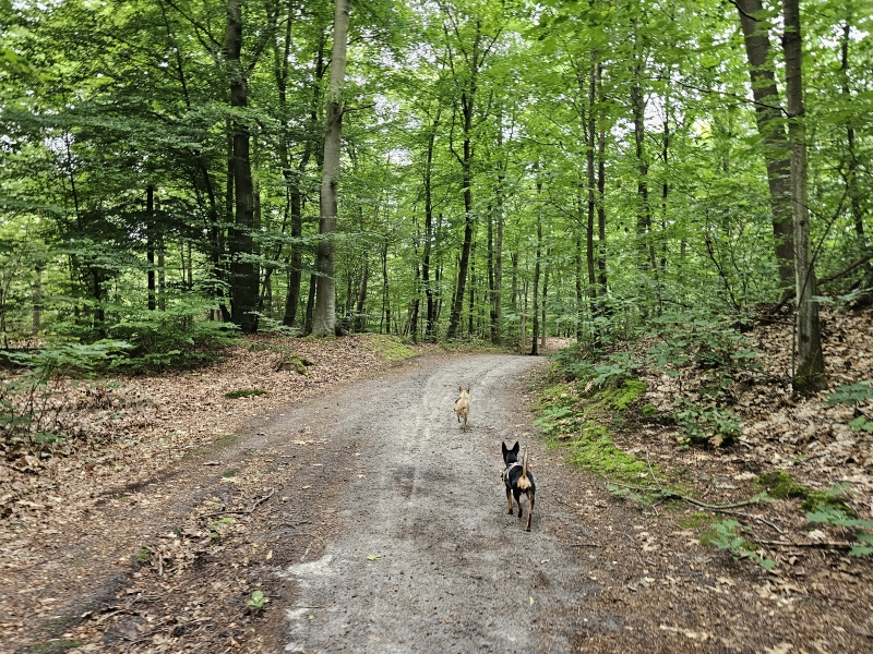 Belvederebos West wandelen hond los