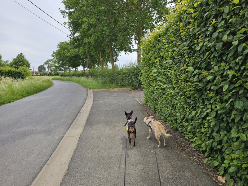 Berghoekpad Pittem wandelroute 9 kilometer