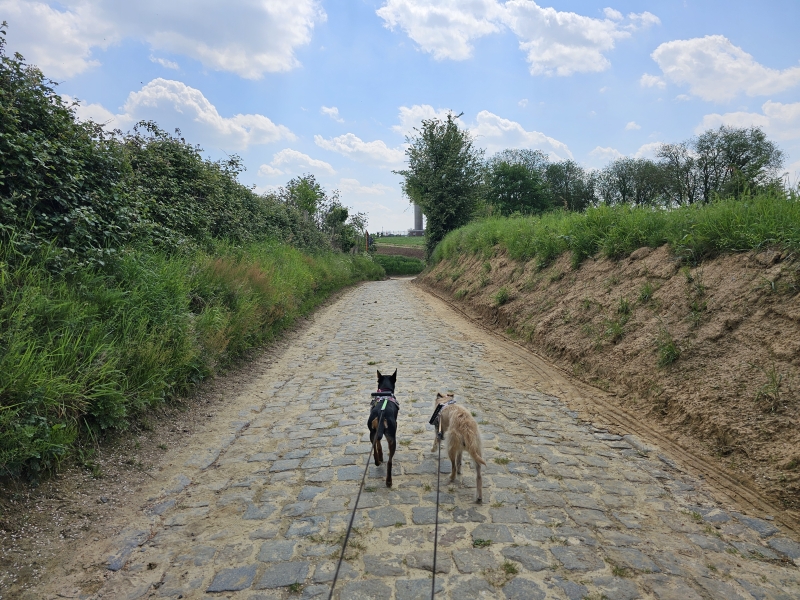Bertemboswandeling met hond