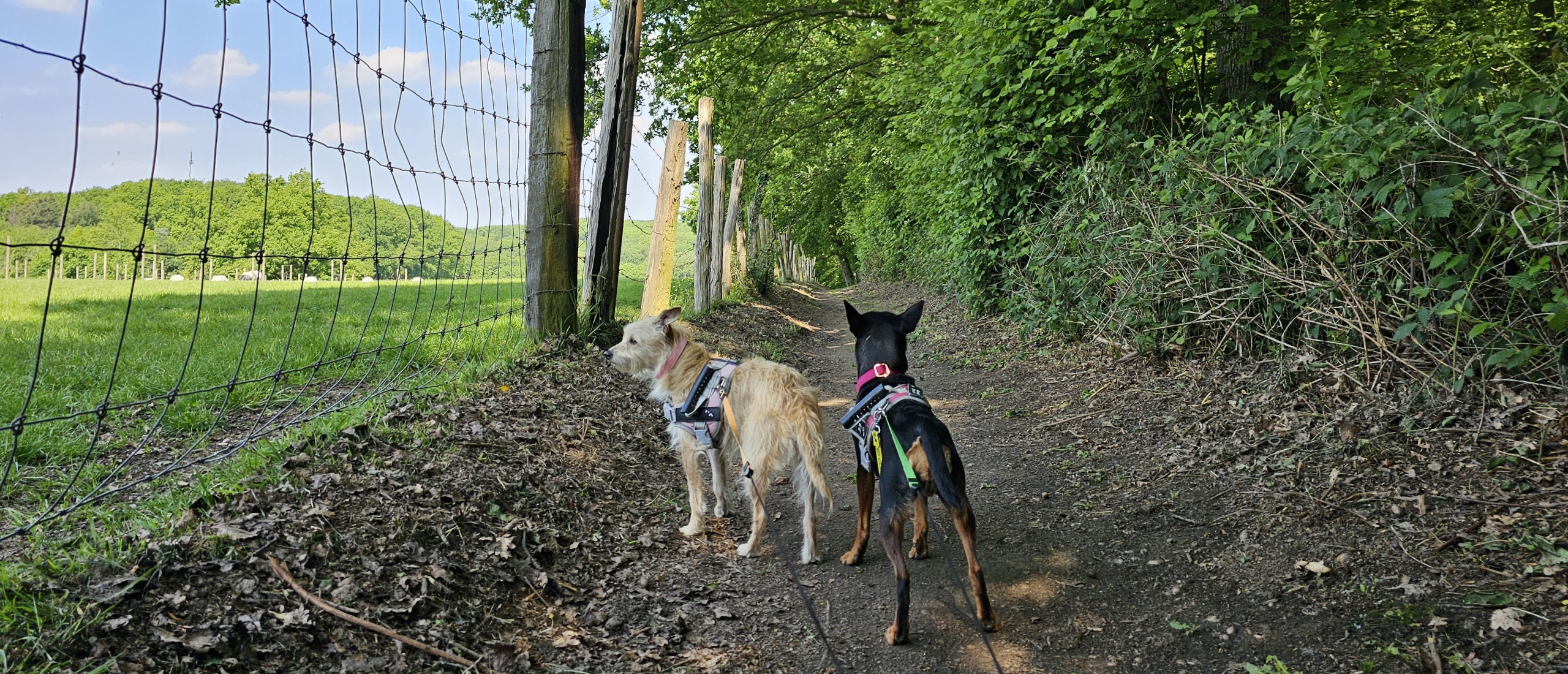 Bertemboswandeling van 9 kilometer in Bertem, Vlaams-Brabant met hond