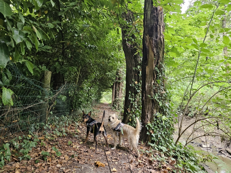 Beverbeekvallei Nederhasselt Ninove met hond Beverbeekvallei Nederhasselt Ninove met hond