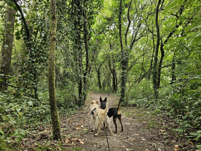 Beverbeekvallei wandelroute met hond in Nederhasselt Ninovev Beverbeekvallei wandelroute met hond in Nederhasselt Ninove