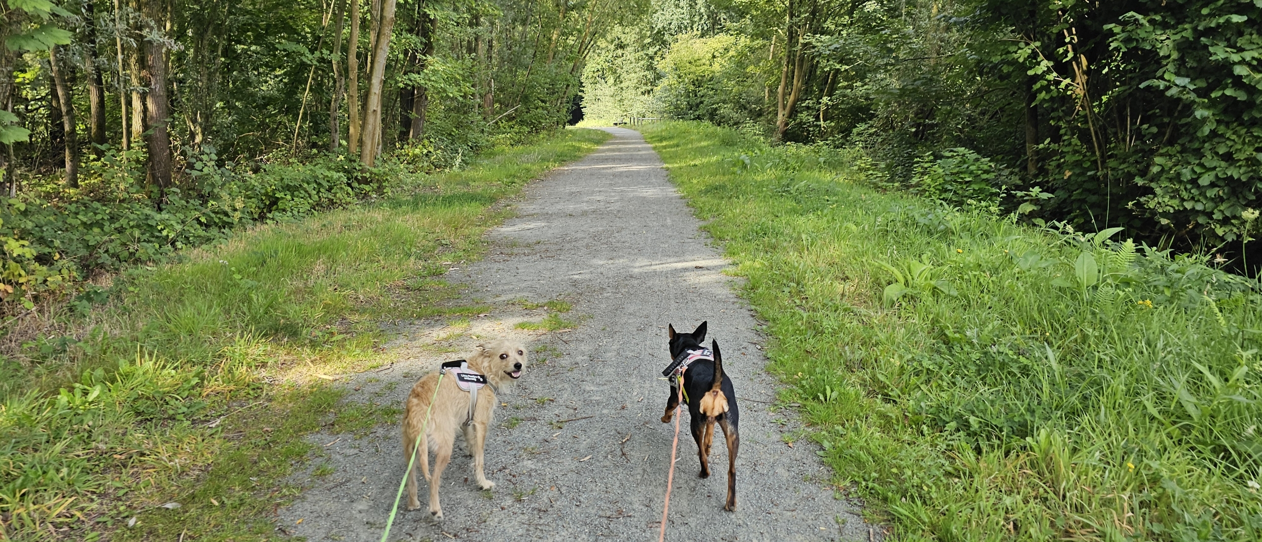 Bewegwijzerde wandeling met hond door de Vinderhoutse bossen in Gent