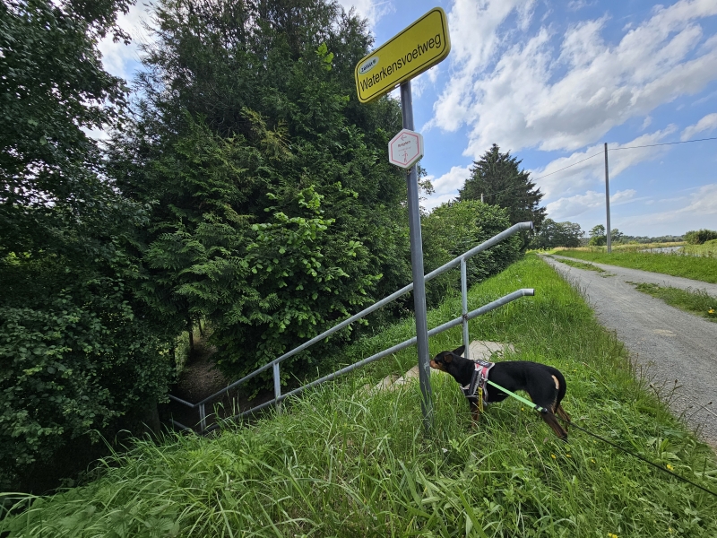 Bewegwijzerde wandelroute in Zemst 9 kilometer met hond langs de Zenne en de velden