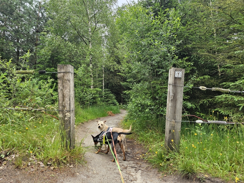 Bewegwijzerde wandelroute over het plankenpad in Spier met hond