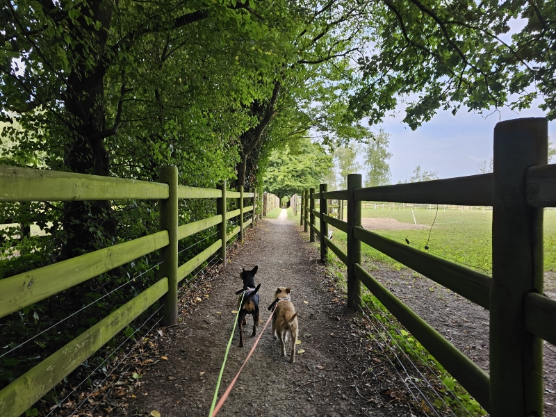 Bezekoek Sint-Niklaas wandelroute