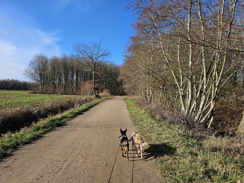 Boortmeerbeeks Broekwandeling met hond