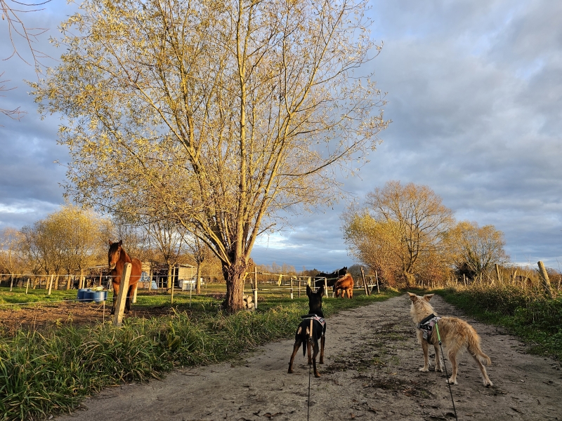 Bornem stiltegebied, Nonnenbos en Graafschap wandelroute via knooppunten met hond