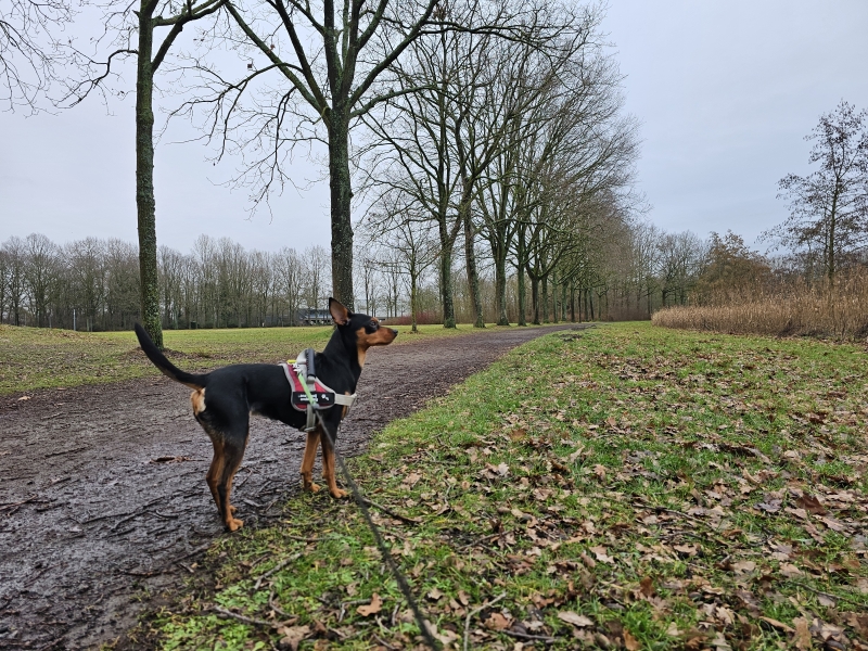 Bornem wandelen met hond: sportcomplex Breeven en Fort van Bornem