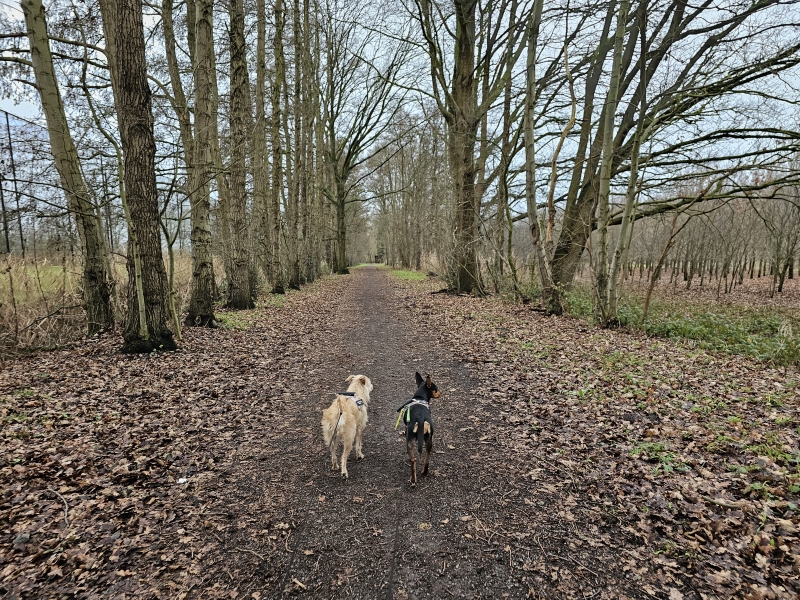 Bornem wandelroute 15,8 km of 11,5 km langs de velden Commandant Rasquin Route met hond