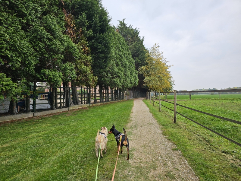 Borsbeek Fort 3 wandelroute hond Borsbeek Fort 3 wandelroute hond