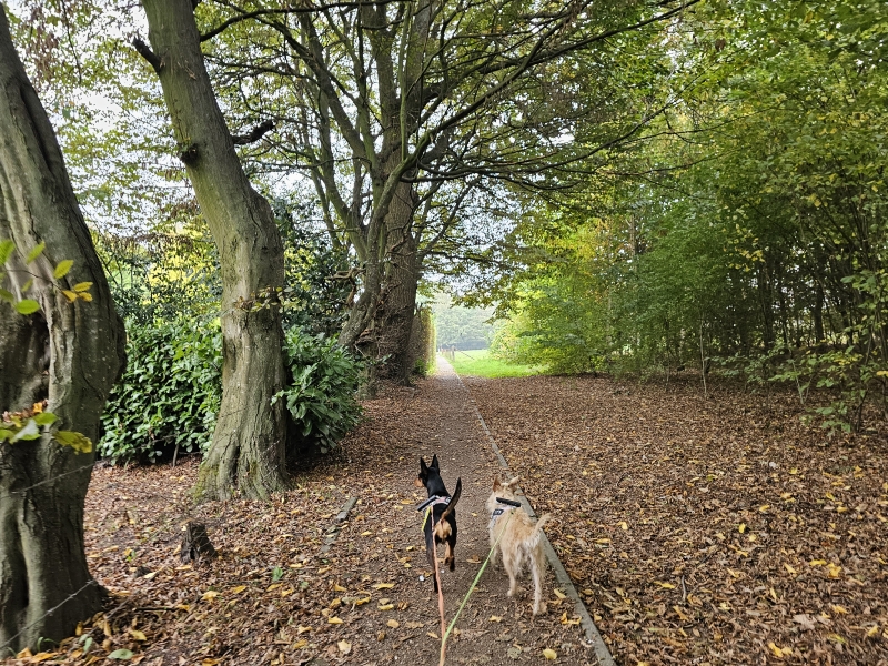 Borsbeek wandelen natuur met hond Borsbeek wandelen natuur met hond
