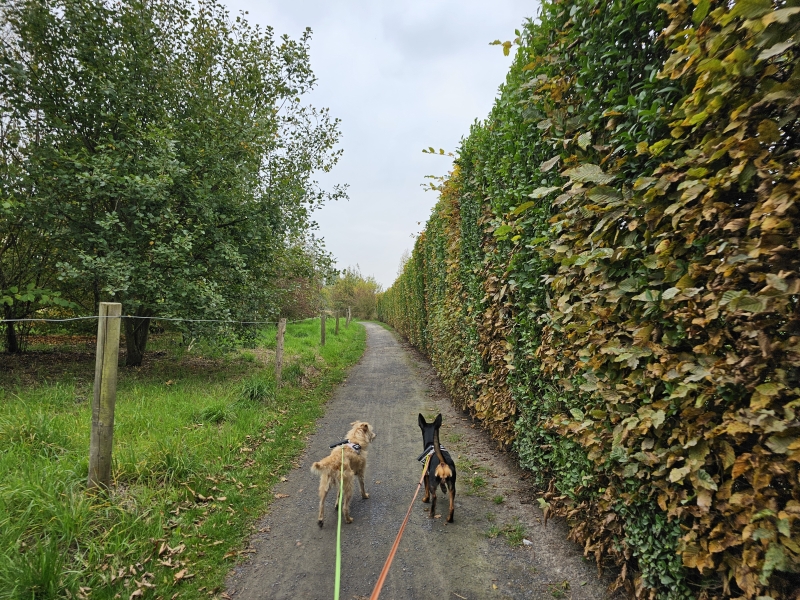 Borsbeek wandeling langs trage wegen in de natuur Borsbeek wandeling langs trage wegen in de natuur