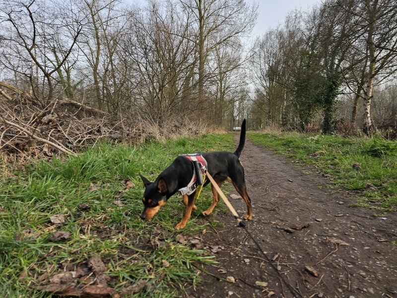 Bos N Boom boswandeling in Antwerpen Bos N Boom boswandeling in Antwerpen