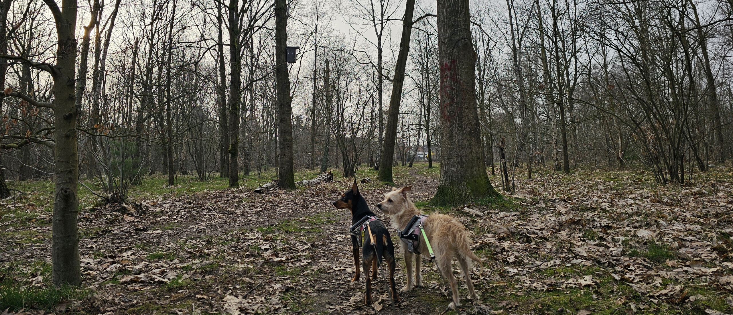 Bos N in Boom wandelen met hond