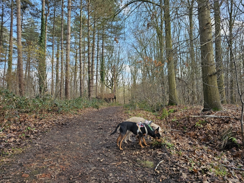 Bos Sint-Katelijne-Waver