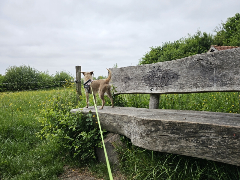 Bos t Ename met hond