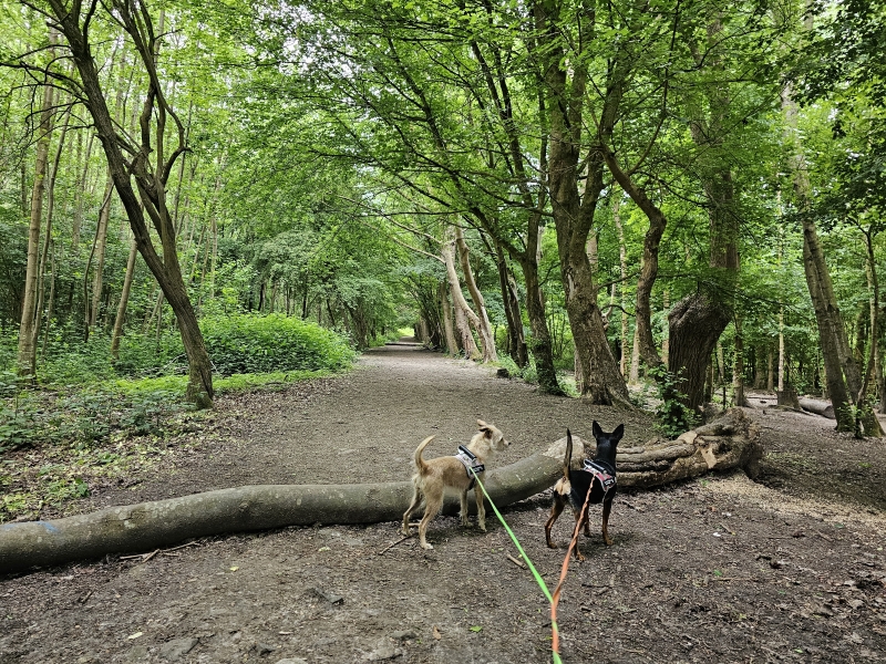 Bos t Ename wandelen met hond