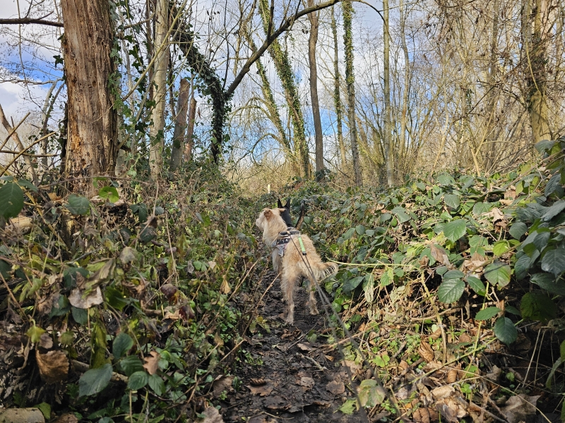 Bos van Aa Kollinten