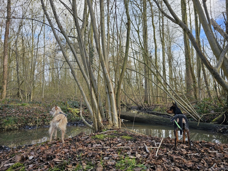 Bos van Aa wandelen Zemst