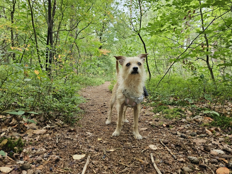 Bos Vierhouten losloopgebied voor honden op de Veluwe