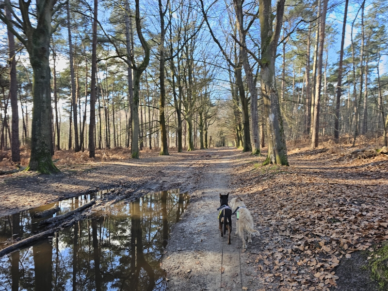 Bossen Lembeke en Oosteeklo wandelroute