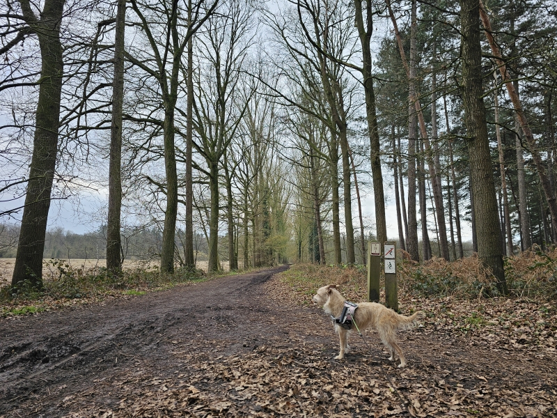 Bossen Lembeke wandeling