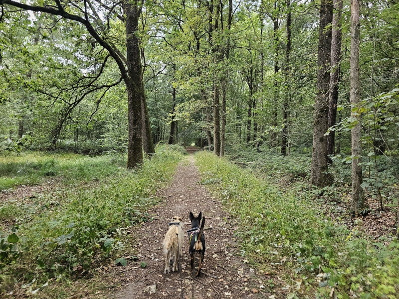 Bossen Ruiselede wandelroute