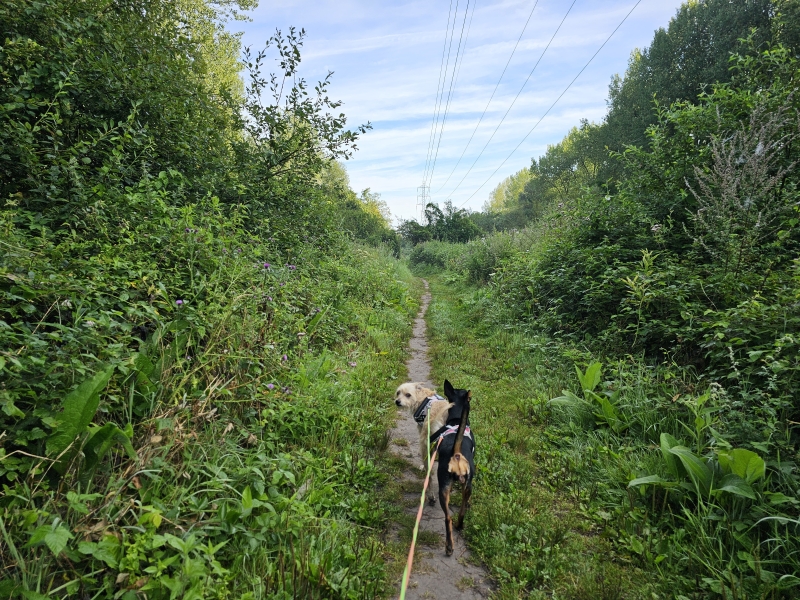 Bossen Vinderhoute wandeling met hond