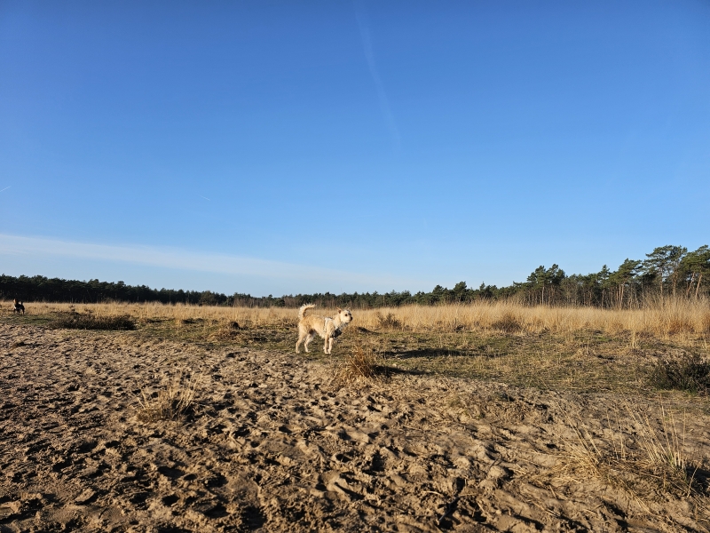Boswachterij Dorst Oosterhout wandelen met hond in het losloopgebied de Seterse Bergen