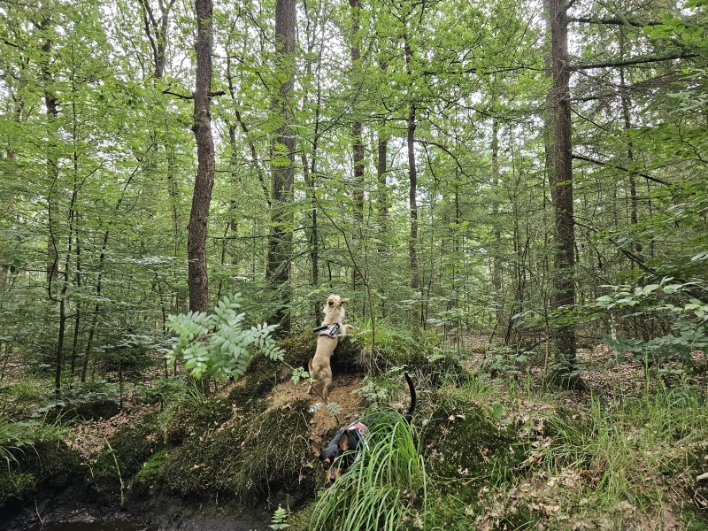 Boswachterij Schoonloo wandeling honden los