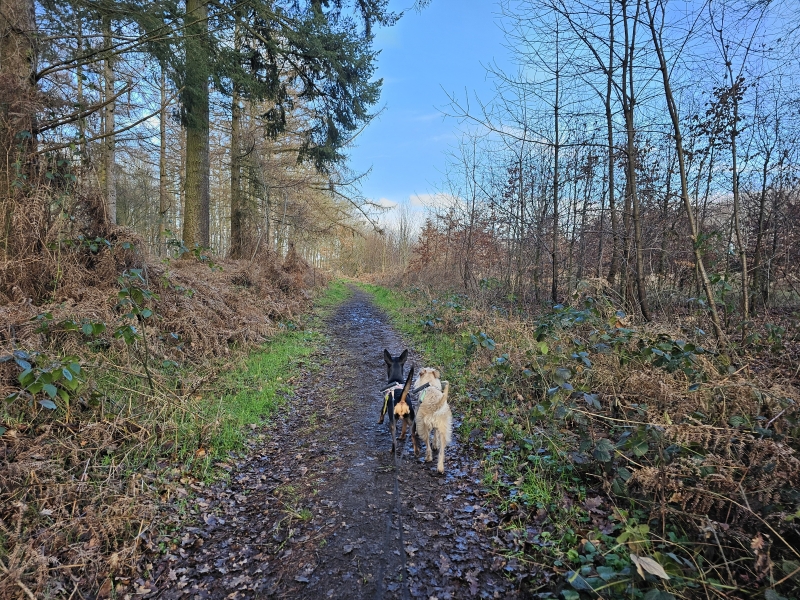 Boswandeling Brede Zeyp (Brede Zijpe)