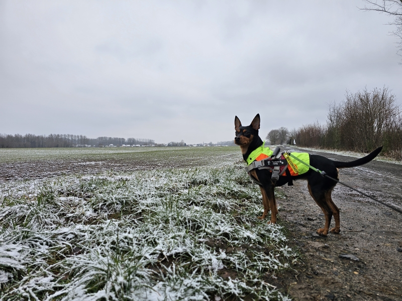 Boswandeling door het Kluizenbos in Aalst en Affligem met hond in de winter