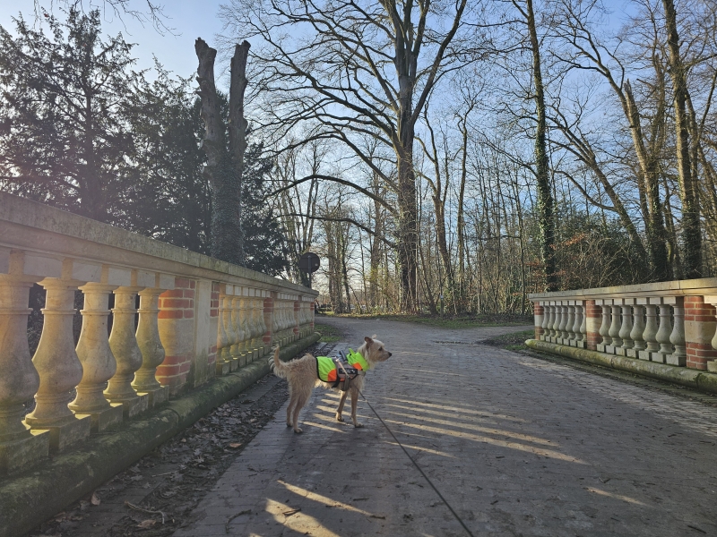 Boswandeling door het Park en Peerdsbos in Brasschaat