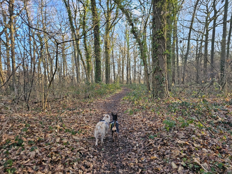 Boswandeling door het Steentjesbos in Boortmeerbeek