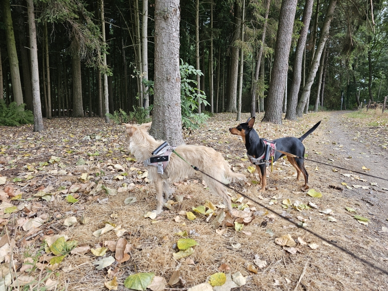 Boswandeling Eksaarde met hond