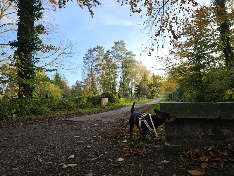 Boswandeling Humbeek Gravenbos met hond