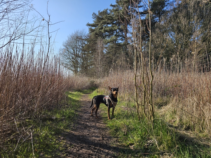 Boswandeling in Aalter Keigatbos Boswandeling in Aalter Keigatbos