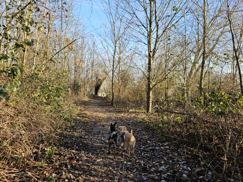 Boswandeling in Affligem met hond: Roofridderspad