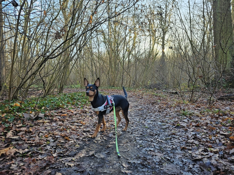 Boswandeling in Boortmeerbeek, Vlaams-Brabant met hond