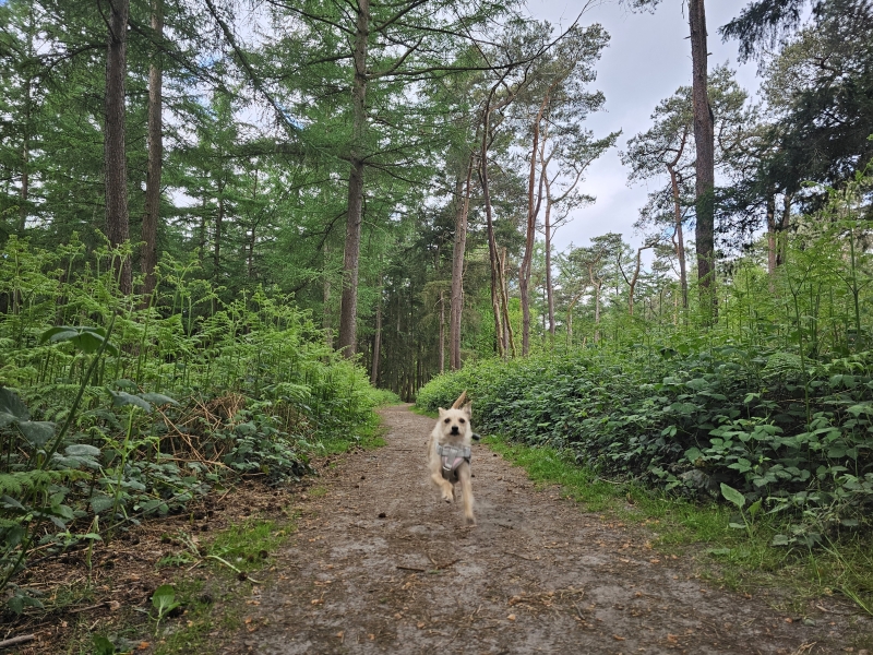Boswandeling in Breda