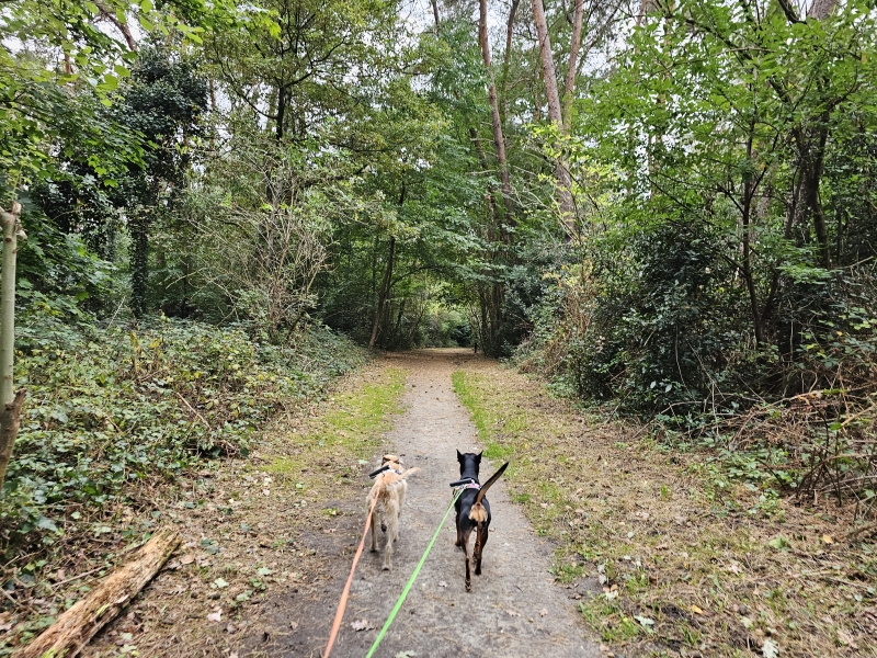 Boswandeling in Sint-Niklaas: het Puitvoetbos