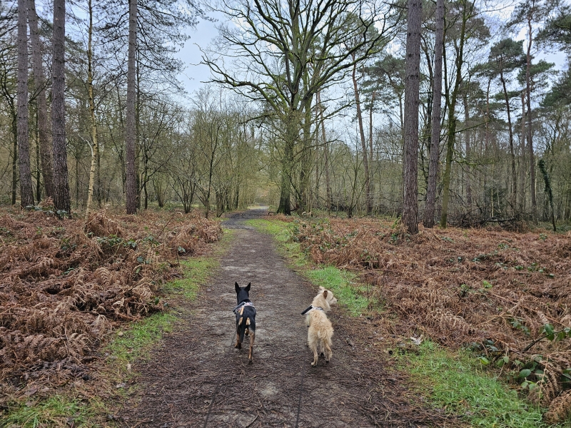 Boswandeling in Vorselaar Boswandeling in Vorselaar