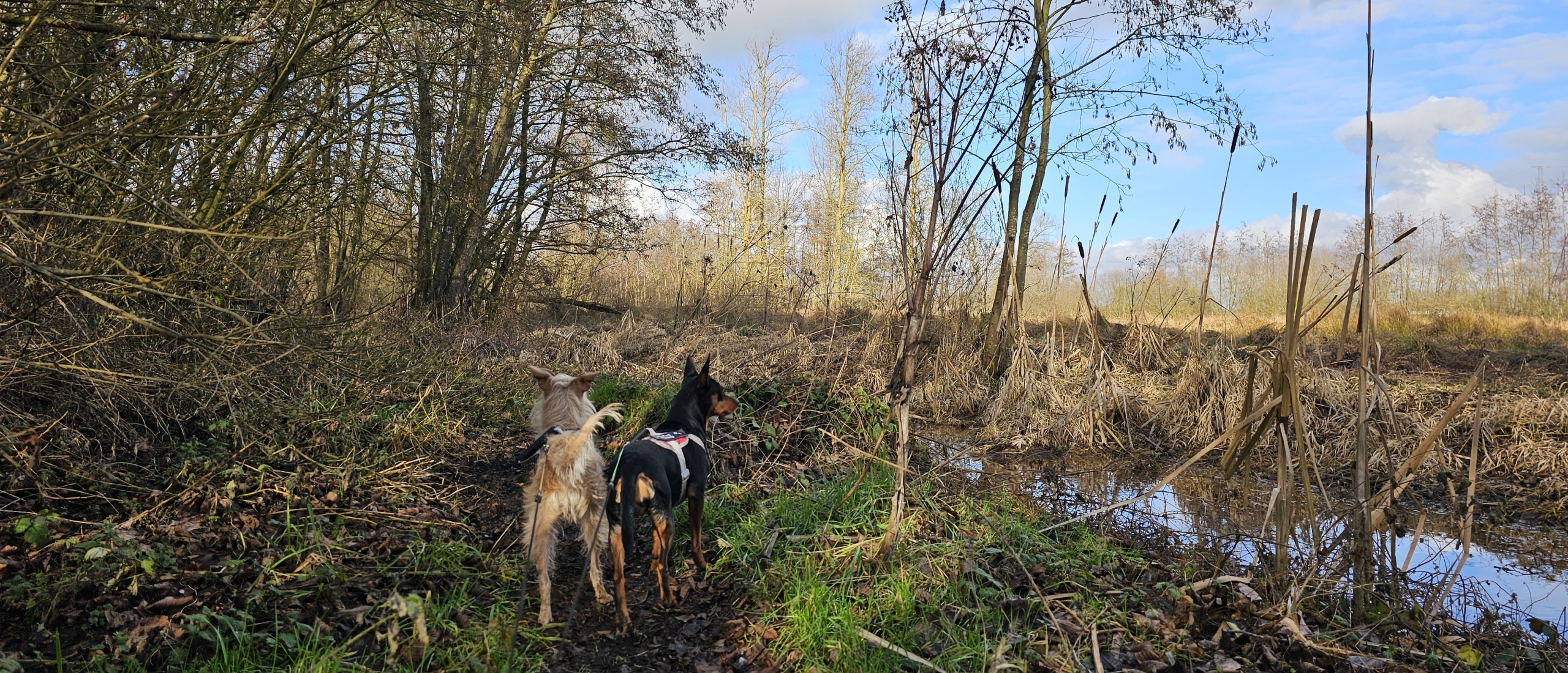 Boswandeling in Zemst door het Bos van Aa met hond: korte wandelroute van 2,6 km