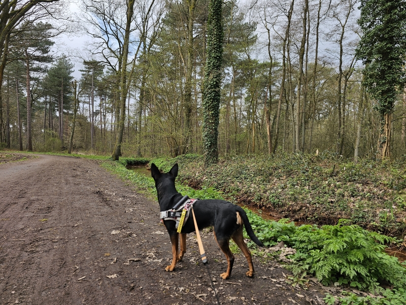 Boswandeling in Zoersel met hond Boswandeling in Zoersel met hond